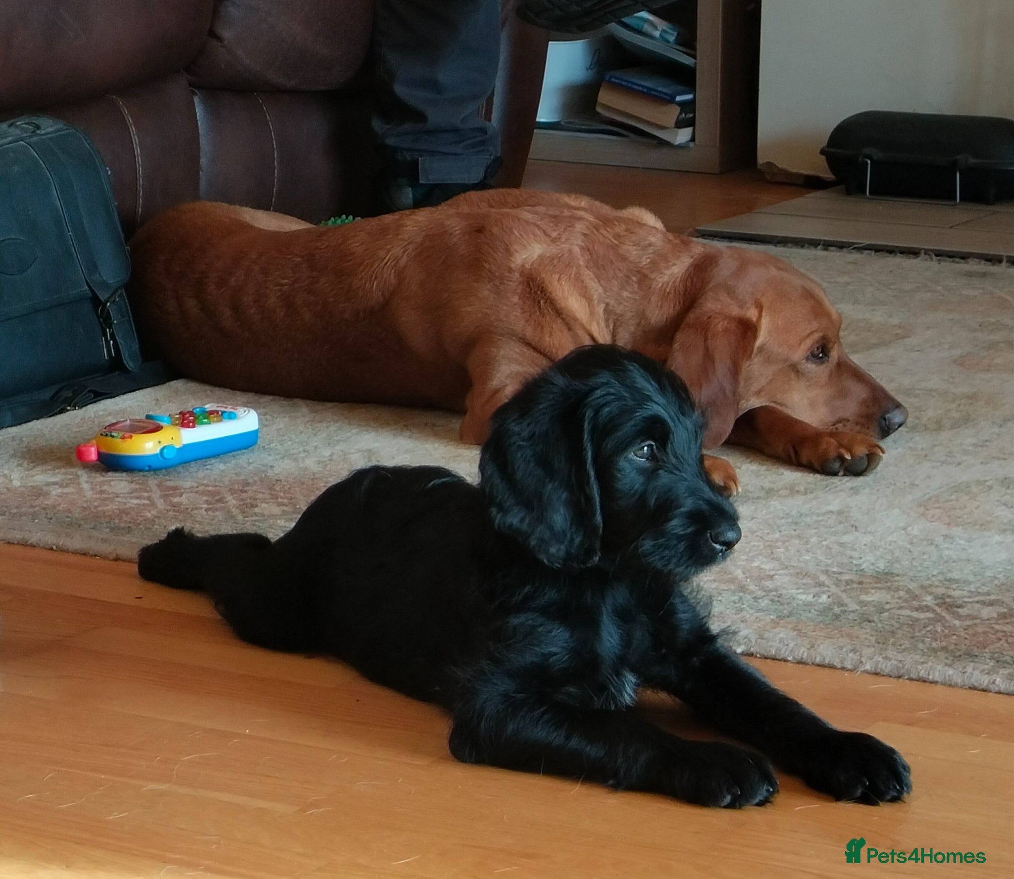 Labradoodle dogs F1 Standard Labradoodle Puppies - Advert 2