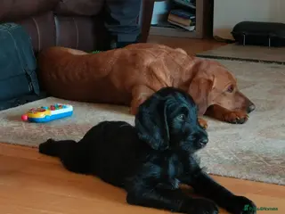 Labradoodle dogs F1 Standard Labradoodle Puppies - Advert 2