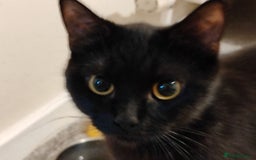 Domestic Shorthair cats for sale: kittens - Image 12