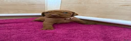 Hungarian Vizsla dogs for sale: Wirehaired Hungarian Vizsla - Advert 22