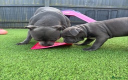 Staffordshire Bull Terrier dogs for sale: 🔥🇬🇧Staffy puppies  - Image 7