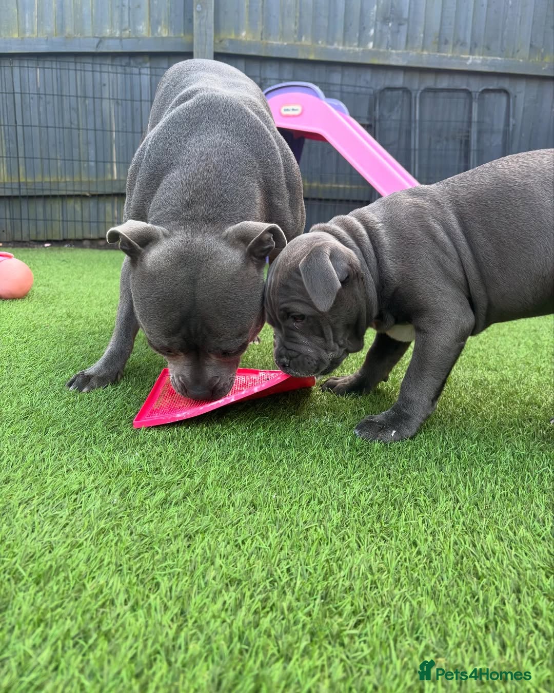 Staffordshire Bull Terrier dogs for sale: 🔥🇬🇧Staffy puppies  - Image 7
