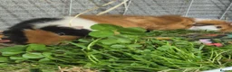 Guinea Pig rodents for sale: Bonded boars - Advert 7