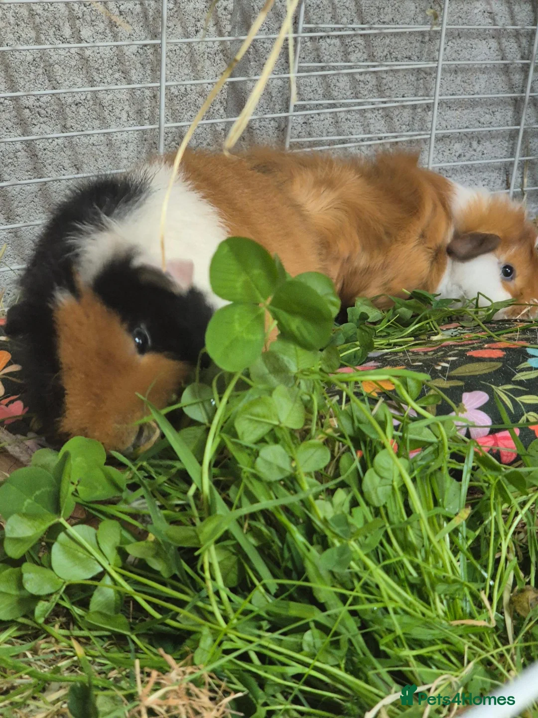 Guinea Pig rodents for sale: Bonded boars - Advert 7