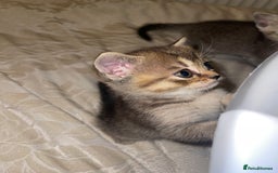 British Shorthair cats for sale: British short hair kittens - Image 17