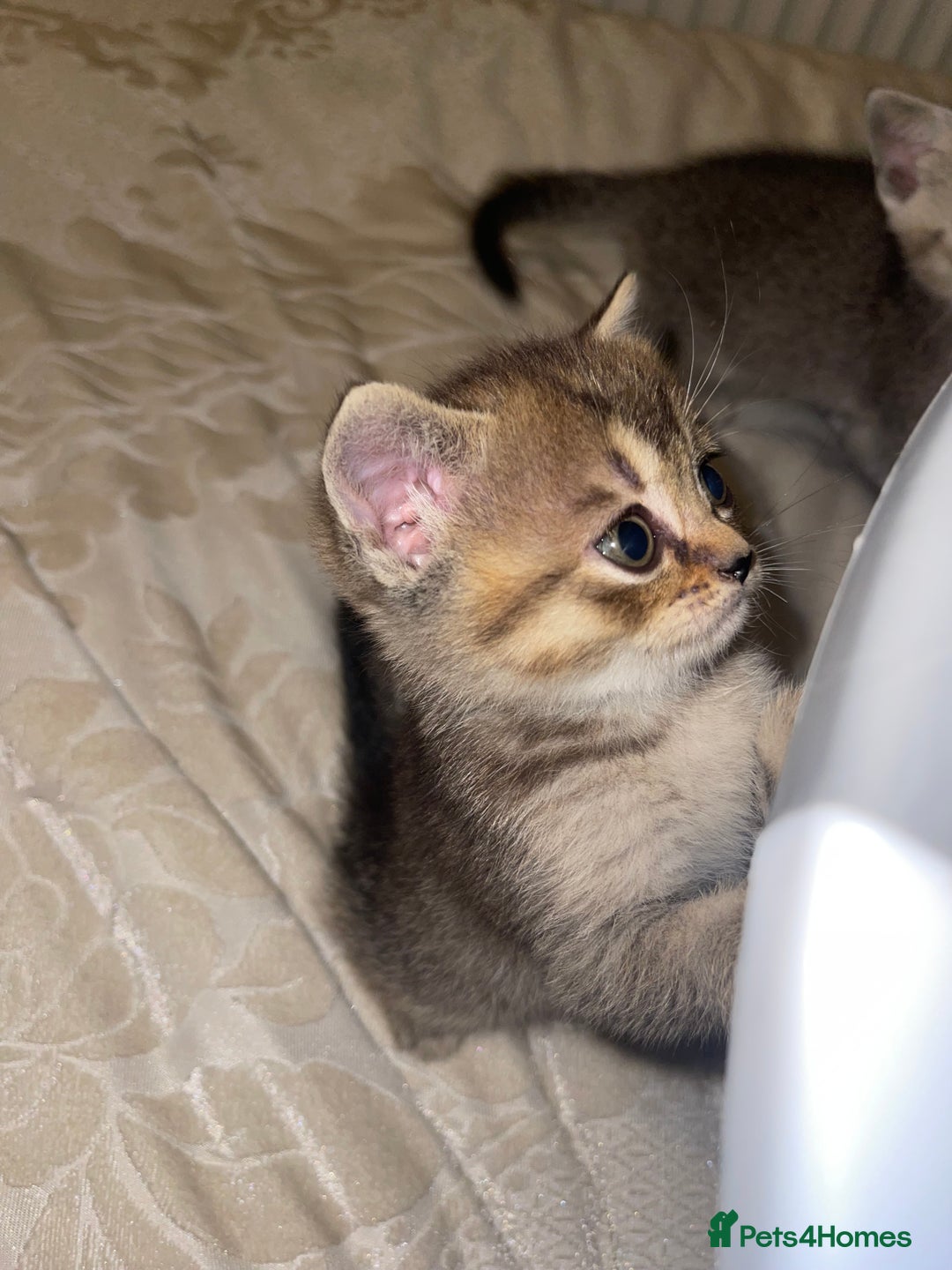 British Shorthair cats for sale: British short hair kittens - Image 17