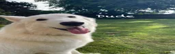 White Swiss Shepherd dogs for sale: White Swiss Shepherd Puppies 🐶 3 BOYS / 3 GIRLS - Advert 3