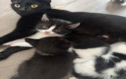 Mixed Breed cats for sale: Beautiful kittens for sale  - Image 3