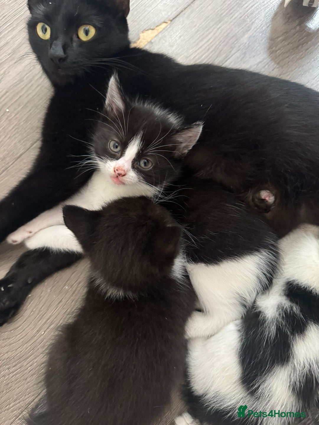 Mixed Breed cats for sale: Beautiful kittens for sale  - Image 3