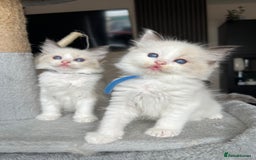 Ragdoll cats for sale: Registered Ragdoll kitttens for sale - Image 22