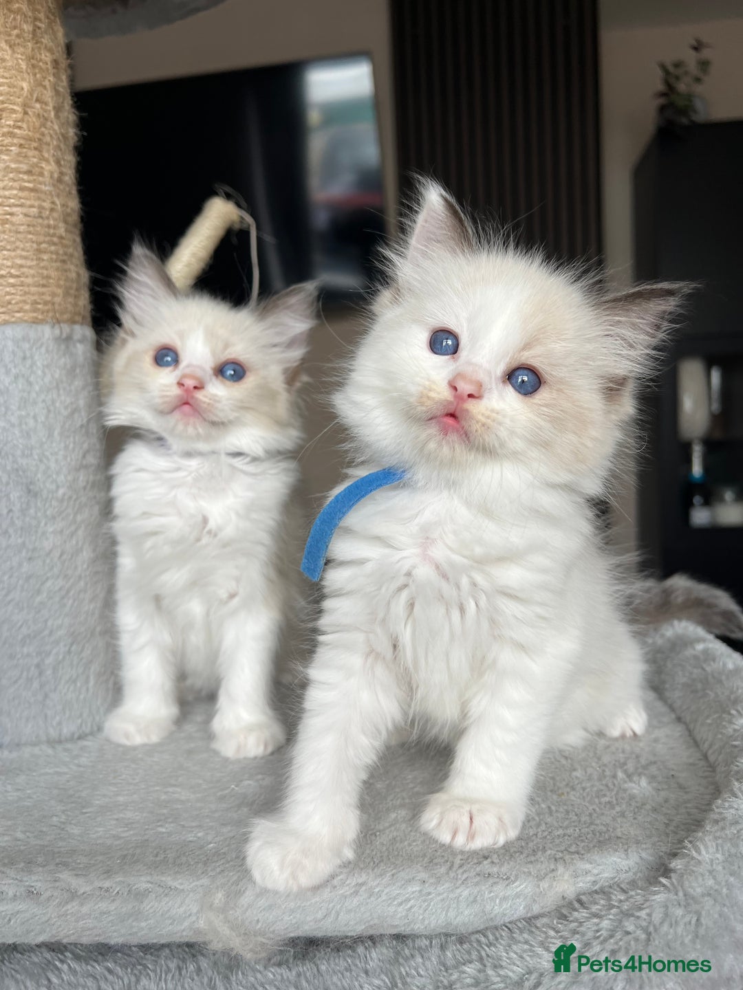 Ragdoll cats for sale: Registered Ragdoll kitttens for sale - Image 22