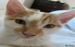 Domestic Shorthair cats for sale: Playful kitten for sale - Image 4