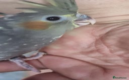 Cockatiels birds for sale: Baby cockatiels - Image 6