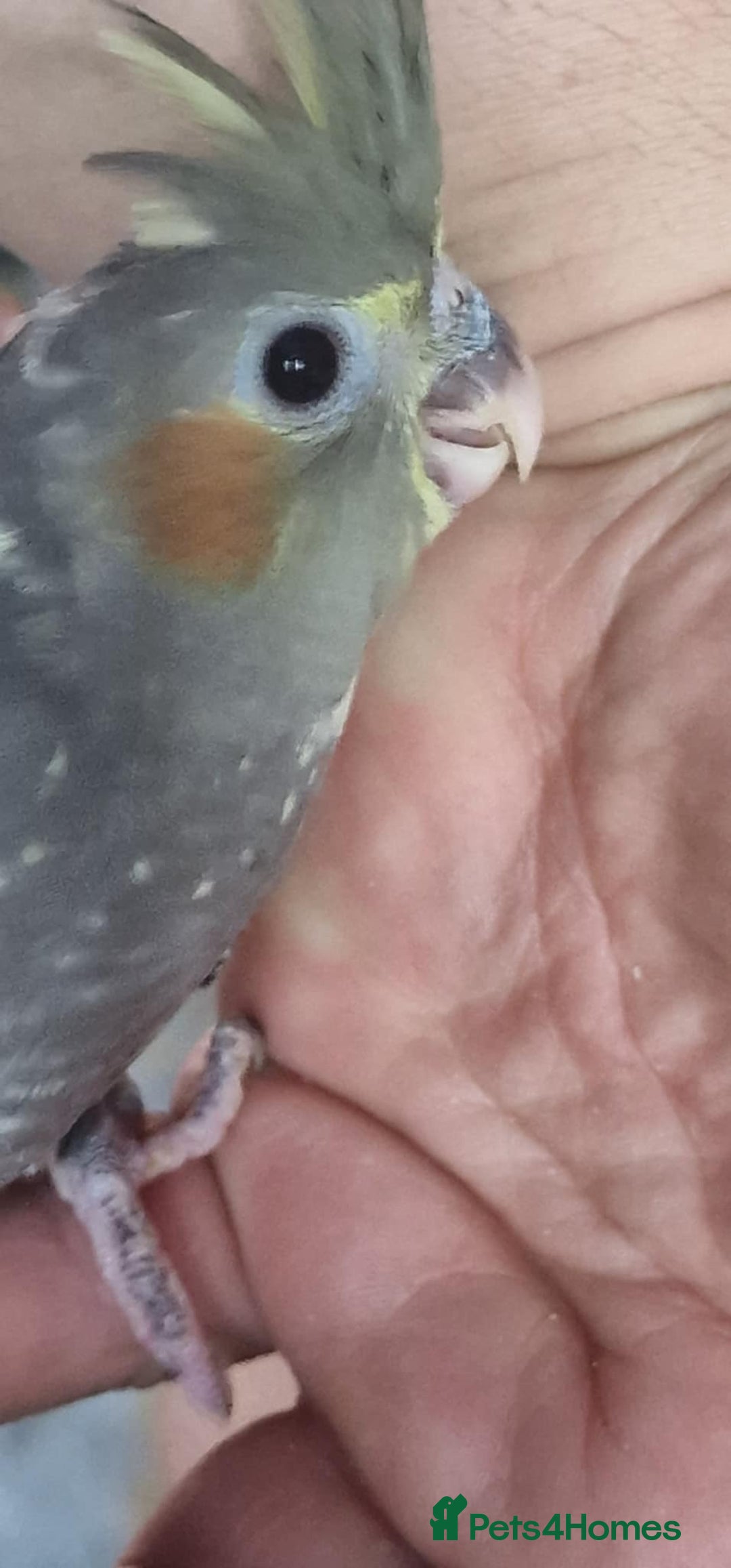 Cockatiels birds for sale: Baby cockatiels - Image 6