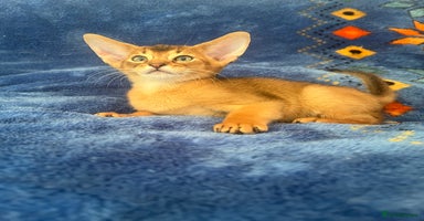 Abyssinian cats - Advert 1