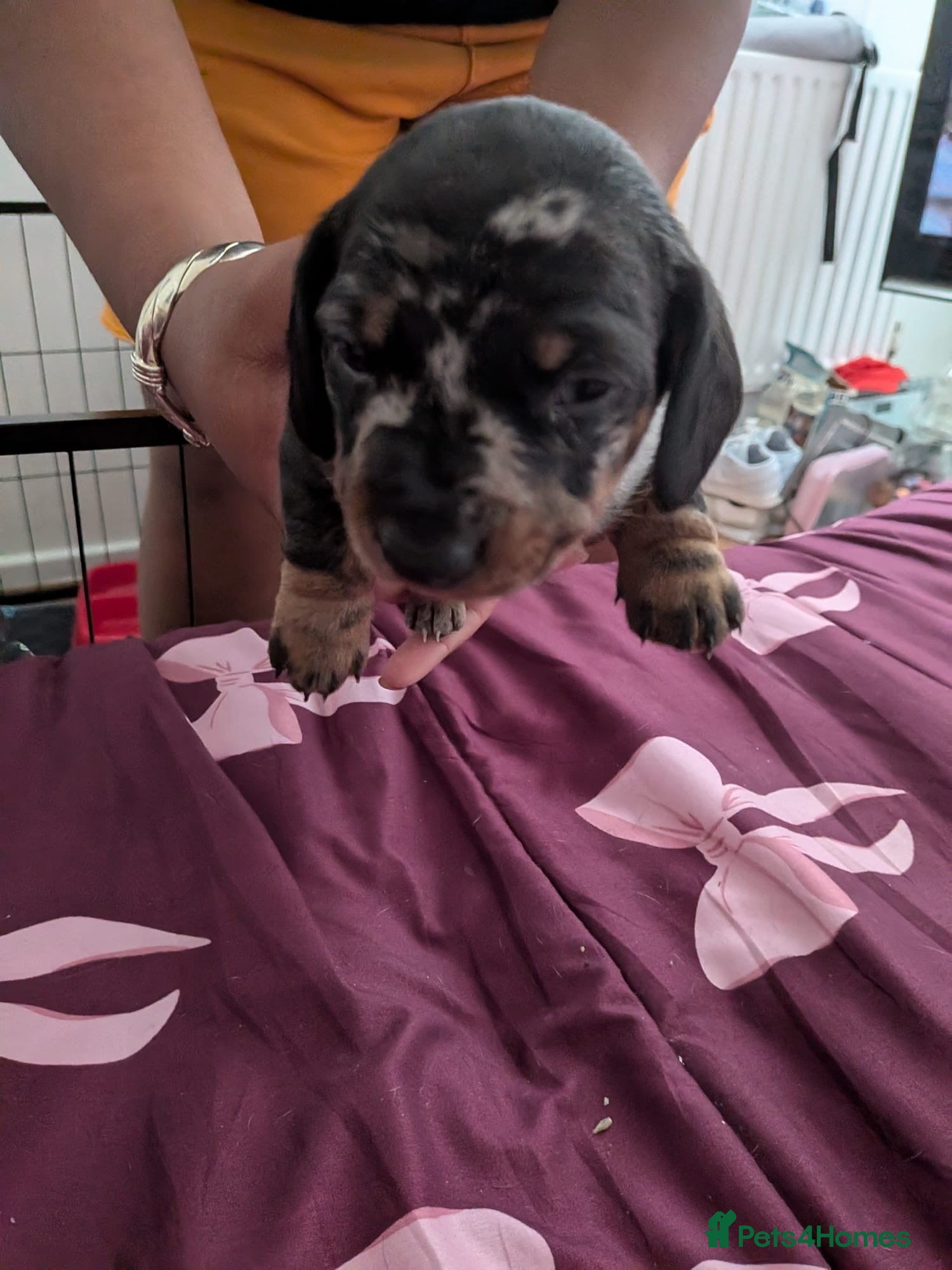 Miniature Dachshund dogs 2 beautiful dachshund pups  - Advert 1