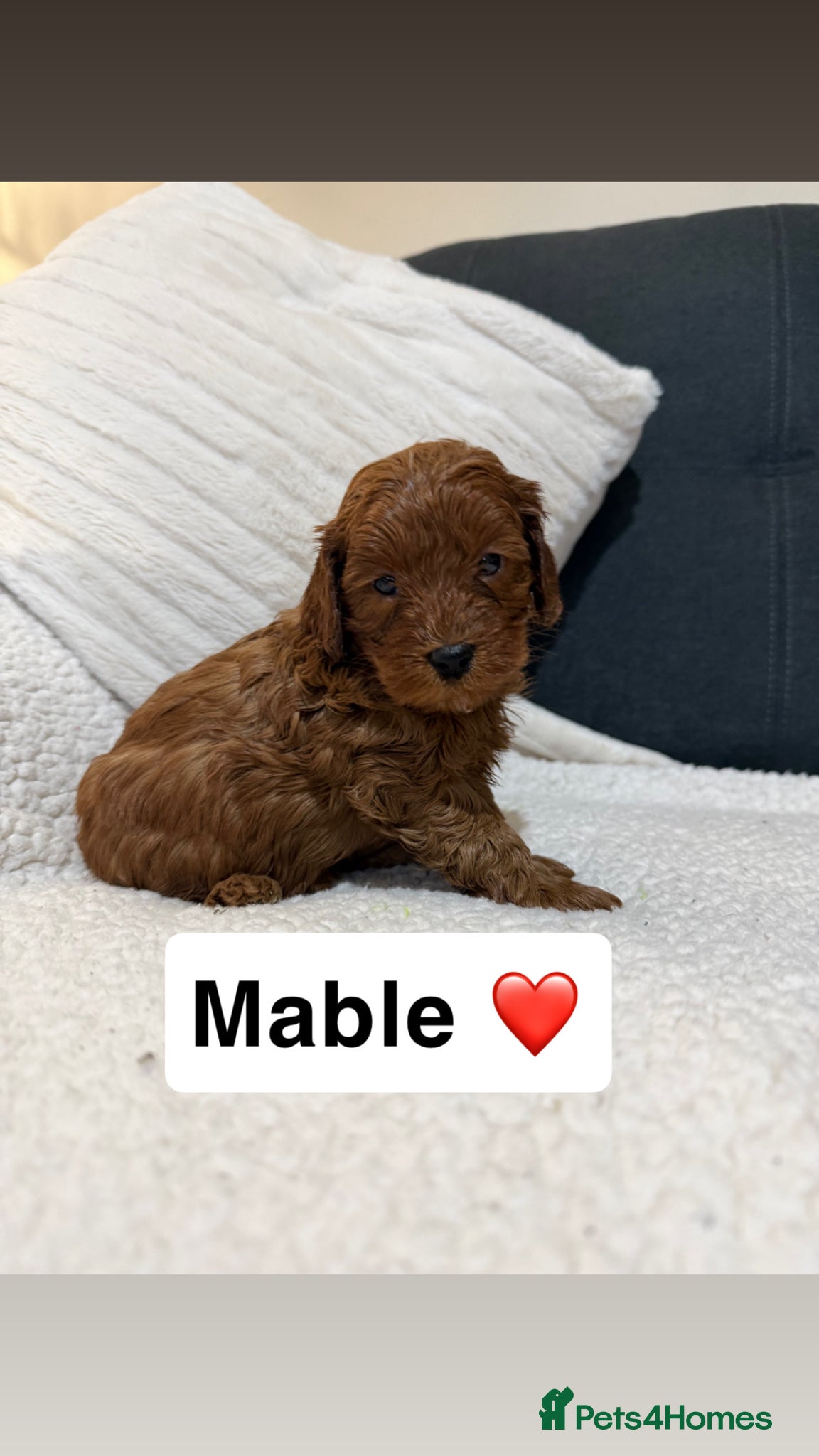 Cockapoo dogs 8 F1B cockapoo puppies  - Advert 2