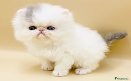 Exotic cats for sale: (Rare odd eye bicolours)🏆Exceptional. - Image 2