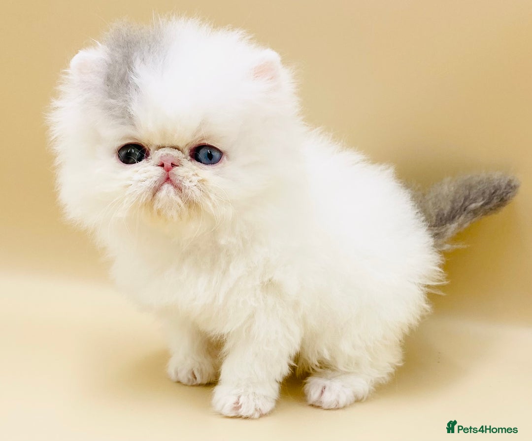 Exotic cats for sale: (Rare odd eye bicolours)🏆Exceptional. - Image 2
