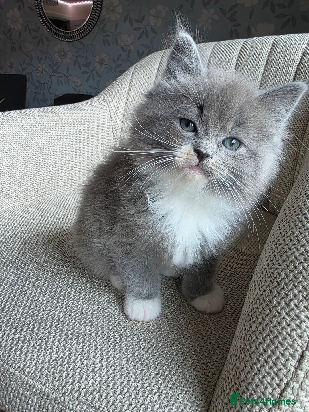 Ragcoon cats for sale: Adorable Maine Coon x Ragdoll Kittens - Advert 9