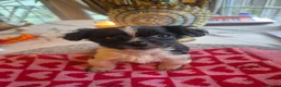 Jackapoo dogs for sale: Mini jack a poos F1 ready now  - Advert 1