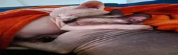 Sphynx cats for sale: Sphinx - Advert 14