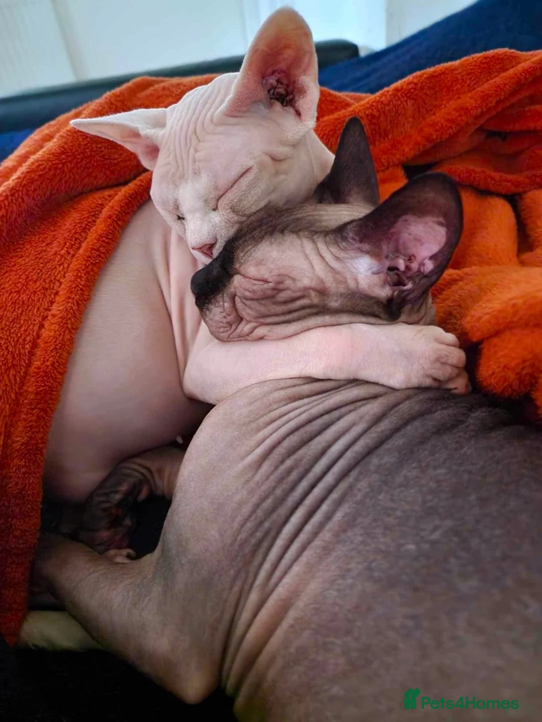 Sphynx cats for sale: Sphinx - Advert 14