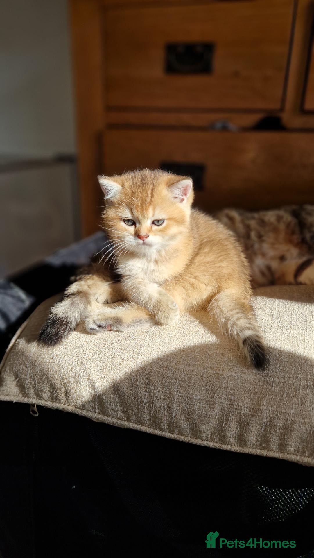 British Shorthair cats Beautiful gold British shorthair  - Advert 3