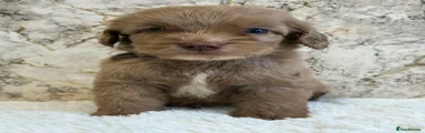 Cockapoo 4