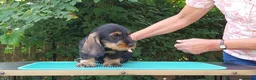 Dachshund dogs for sale: Standard Wirehaired Dachshund - Advert 8