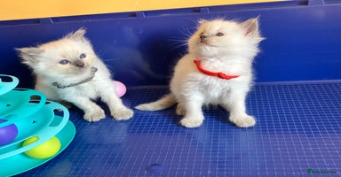 Ragdoll cats - Advert 9