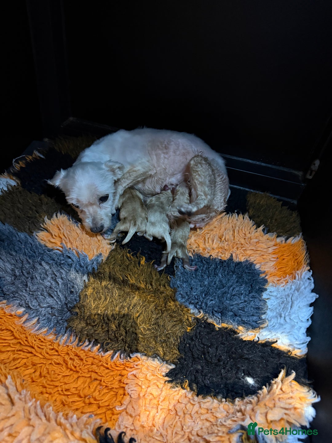 Maltipoo dogs for sale: ❤️MALTIPOO PUPPIES❤️ - Advert 8