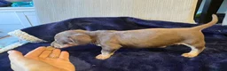 Miniature Dachshund dogs for sale: Kc registered Miniature dachshund puppies  - Advert 11