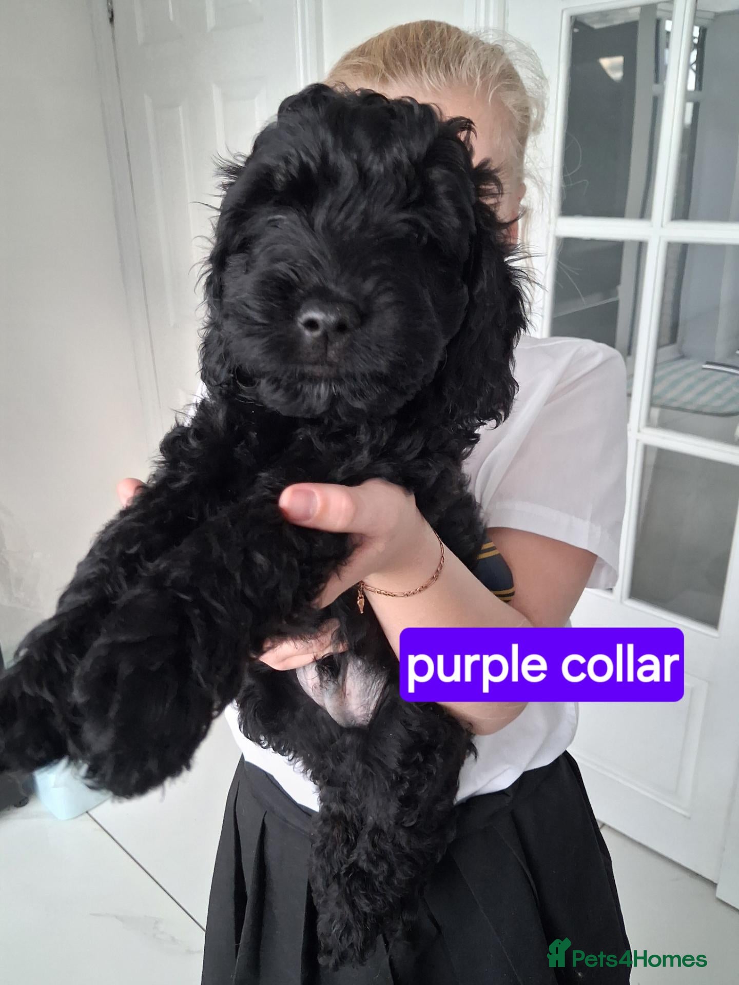 Goldendoodle dogs  Medium Goldendoodle puppies - Advert 2