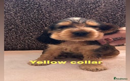 Cocker Spaniel dogs for sale: Full pedigree Show Cocker Spaniel Puppies 🐾 - Image 5