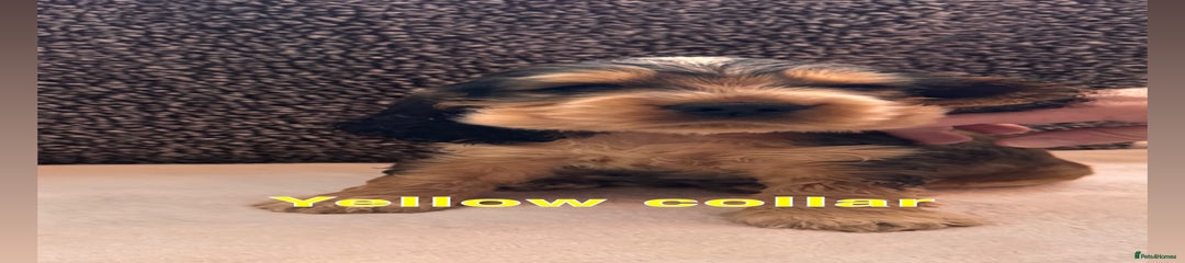 Yellow collar