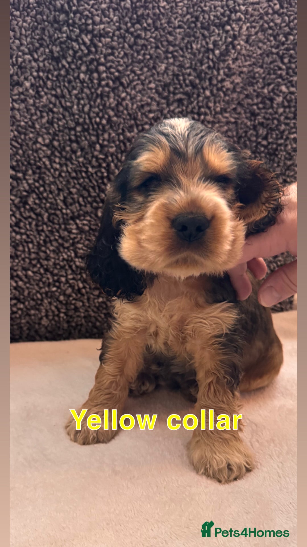 Cocker Spaniel dogs for sale: Full pedigree Show Cocker Spaniel Puppies 🐾 - Image 5