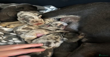 French Bulldog dogs - Advert 3