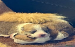 Welsh Corgi Pembroke dogs for sale: Top Pembrokeshire corgis fab Health & temprement  - Image 5