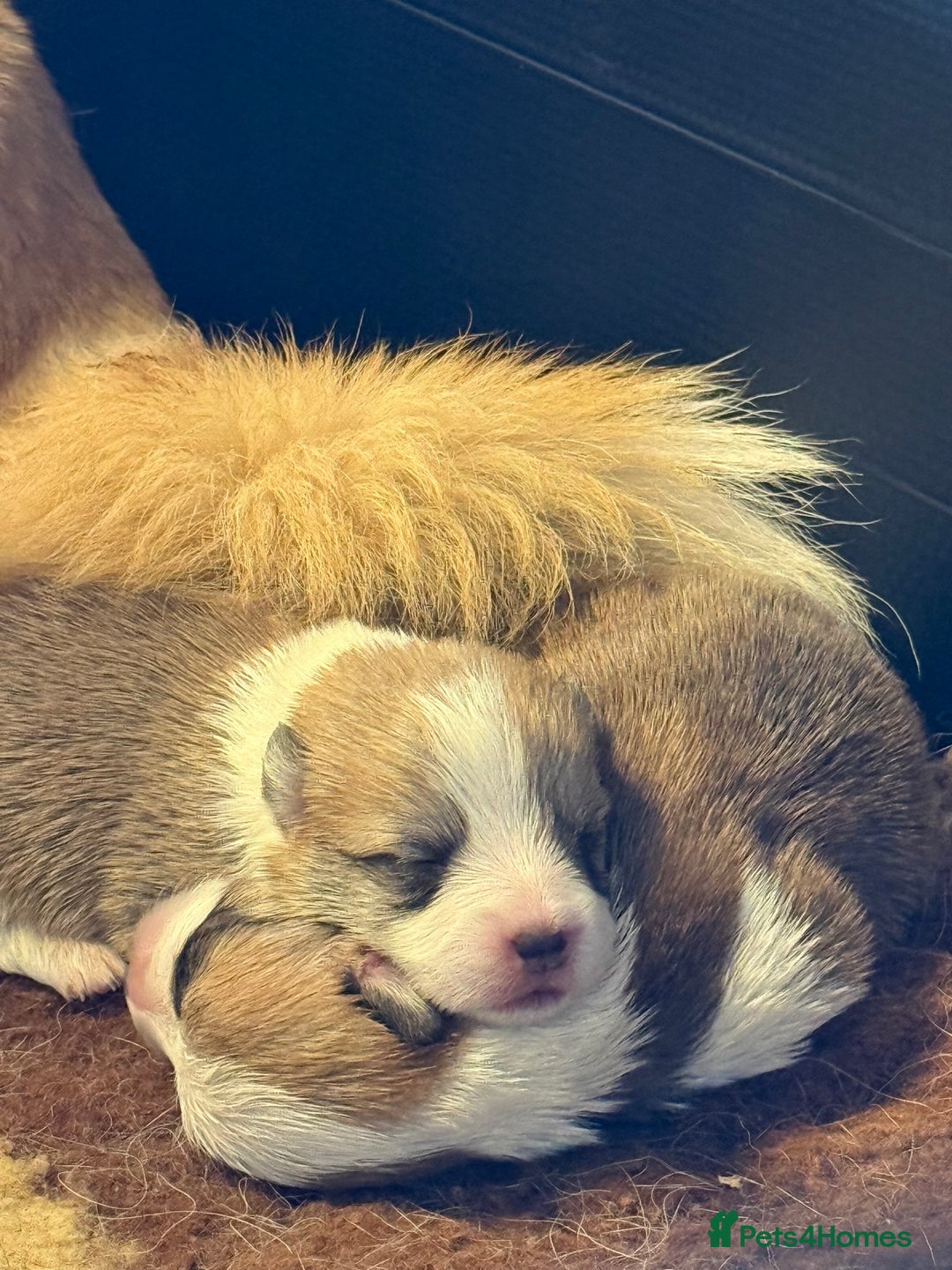 Welsh Corgi Pembroke dogs for sale: Top Pembrokeshire corgis fab Health & temprement  - Image 5