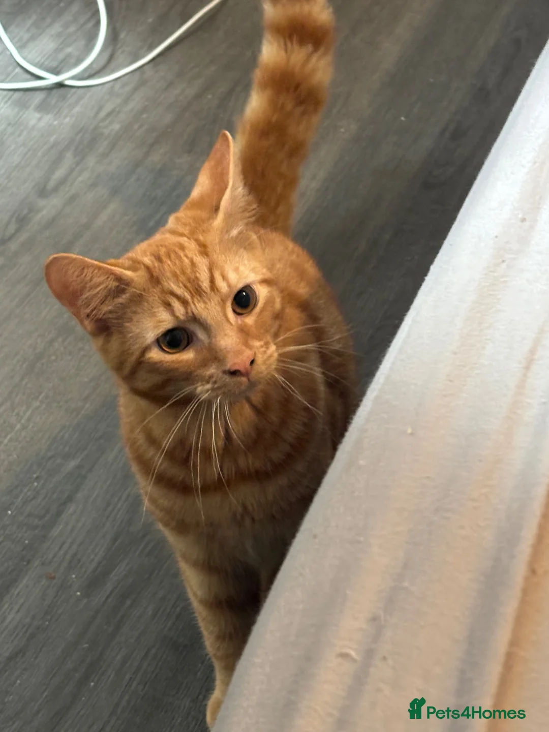 Mixed Breed cats for sale: 2 ginger 5 month old kittens ( bonded ) - Advert 2