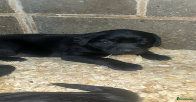 Labrador Retriever dogs Beautiful black KC registered Labradors  - Advert 2