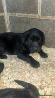Labrador Retriever dogs Beautiful black KC registered Labradors - Advert 4