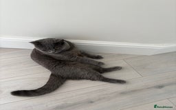 British Shorthair cats for sale: British Shorthair - Image 4