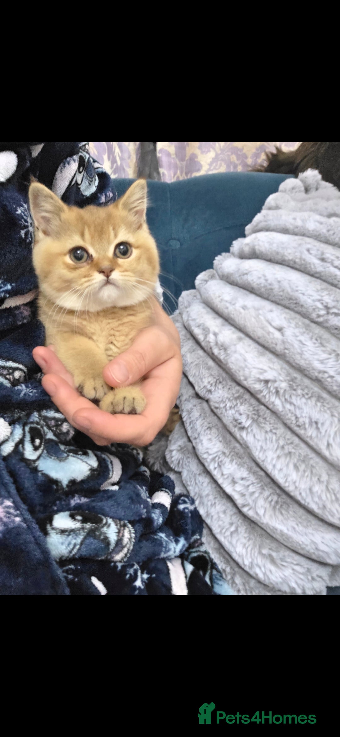 British Shorthair cats for sale: Pedigree British Short-hair kittens  - Image 2