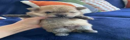 Pomeranian dogs for sale: Tiny Teddy Poms looking for their forever homes  in Greenford - Advert 3