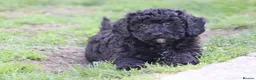 Cavapoochon dogs for sale: Beautiful Cavapoochon puppies for sale - Advert 8