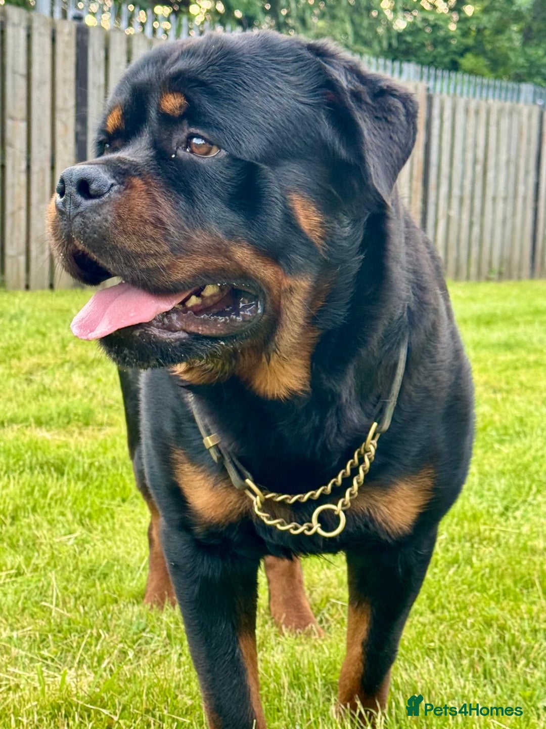Rottweiler dogs for sale: 5 Generation pedigree  in Lanark - Image 17