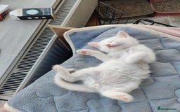 Mixed Breed cats for sale: Purr-fect White Kittens - Image 2