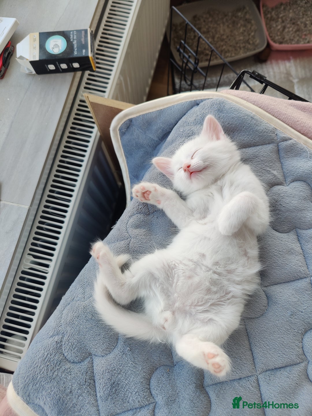 Mixed Breed cats for sale: Purr-fect White Kittens - Image 2